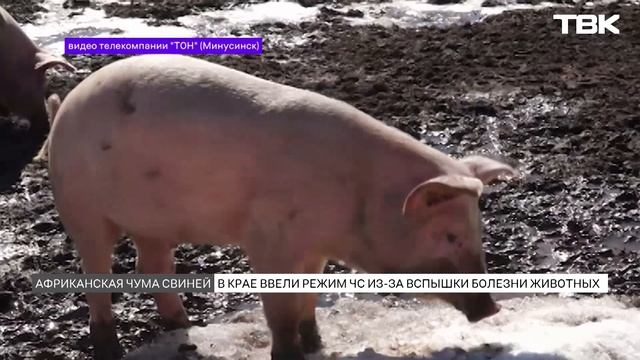 Режим чрезвычайной ситуации в Ульяновской области из-за вспышки африканской чумы свиней Режим чрезвычайной ситуации в Ульяновской области из-за вспышки африканской чумы свиней