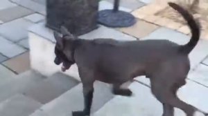 2 thai ridgeback males live together