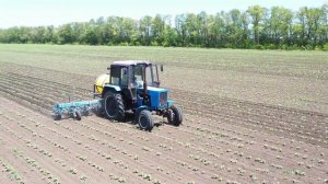 Междурядная культивация масличного подсолнечника!