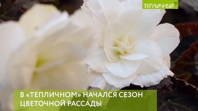 В "Тепличном" начался сезон цветочной рассады