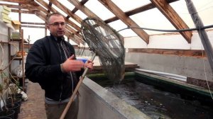 УДАЧНЫЙ БИЗНЕС: РЫБНАЯ ФЕРМА своими руками