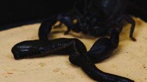 ЧТО ЕСЛИ СКОРПИОН УВИДИТ ПИЯВКУ? ВЕРСУС ПИЯВКИ И СКОРПИОНА