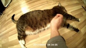 ГДЕ МОЯ СОСИСКА!!! КОТ КУЗЯ И СЕРЕГА С ЕКАТЕРИНБУРГА