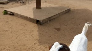 КОЗЛЫ КОТОРЫЕ ЛЮБЯТ УШАМИ