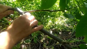 Размножение грецкого ореха/Как вырастить грецкий орех в домашних условиях