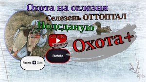 Не успел зарядиться Дикий Селезень ОТТОПТАЛ подсадную Утку, Весенняя охота на селезня 2022. МЦ21-12