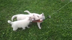 Добычный инстинкт у БШО