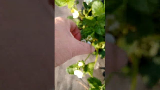 17.05.23 Гибберилин смотреть онлайн