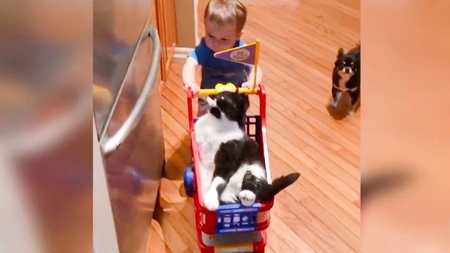 Не выдуманные истории о кошках. Терпеливая кошечка смотреть онлайн