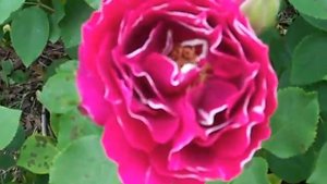 Baron Girod de L'Ain rose