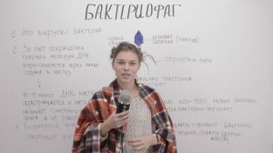 Бактериофаг