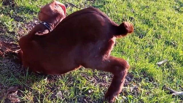 Купили джерсейскую корову! смотреть онлайн