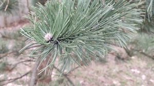 Сосна чорна Орегон Грін. Pinus nigra Oregon Green