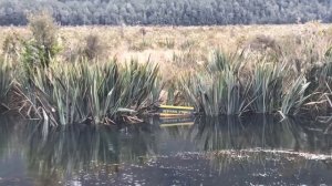 Mirror lakes , Te Anau , New Zealand