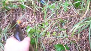 TsuYoki AGENT ловит не только Голавля, но и Щуку! Рыбалка в Ярославской области р.Которосль