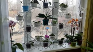 Подставка для 39 цветов