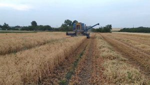 Уборка гороха