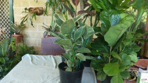 Indoor Statement Plants (ficus, palms, draceana n ctenanthes)