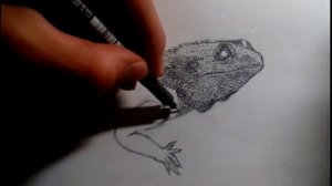 Бородатая Агама/Speedpaint