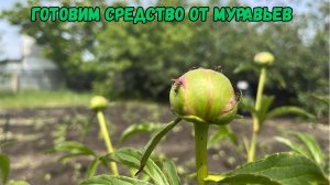 Готовим средство от муравьев