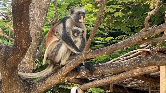 Полёт на Занзибар и обратно смотреть онлайн