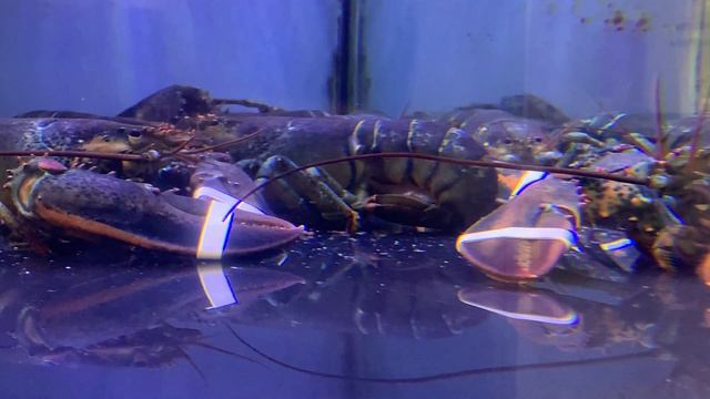 Омары смотреть онлайн