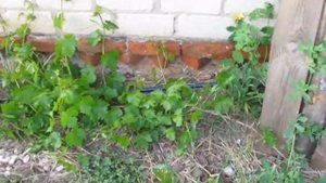 Шпалера для винограда.#шпалера#своимируками#сад#огород#