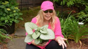 Brunnera for the Shade Garden