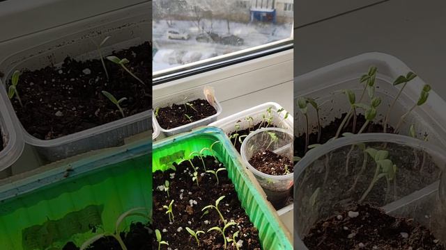 Надо стараться, чтобы у всех детей были бабушки и дедушки!) #зима #растюшки#любовь#влог # смотреть онлайн