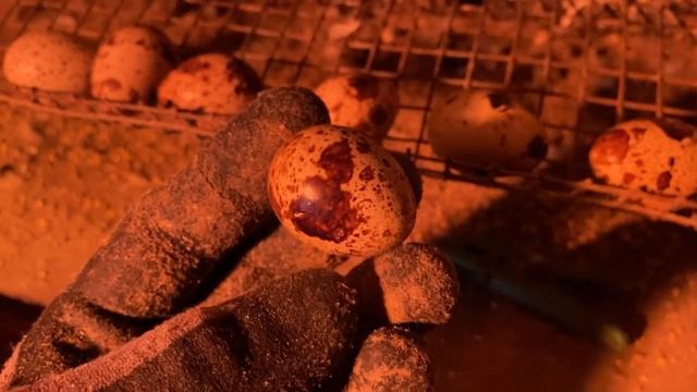 Техасский мясной перепел//Болезни перепелов//Яйцо перепела правильной пигментации