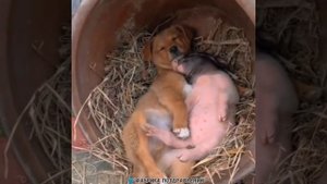 Тяни любимую в шалаш и обещай, что будет рай!