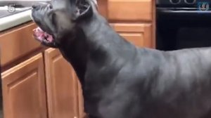 Большие породы собак которые подойдут для содержания в квартире