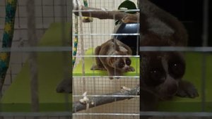 Толстый лори кушает