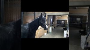 В гостях у КСК Созидатель/Вороные Арабские лошади и Американские миниатюрные лошадки/Часть 1