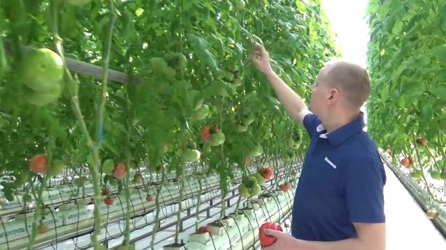 Розовый томат Пинк Лорд F1 теперь и в Крыму смотреть онлайн