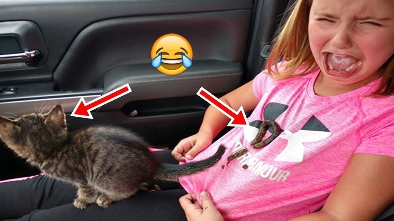 СМЕШНЫЕ ЖИВОТНЫЕ 2023 ЛУЧШИЕ ПРИКОЛЫ С КОТАМИ И CОБАКАМИ смотреть онлайн