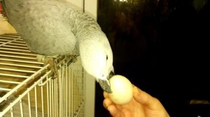 Краснохвостый Жако