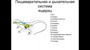 § 24 (часть 1) Внутреннее строение и жизнедеятельность пресмыкающихся
