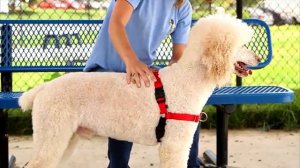 Корректирующая шлейка - PetSafe Easy Walk Dog Harness