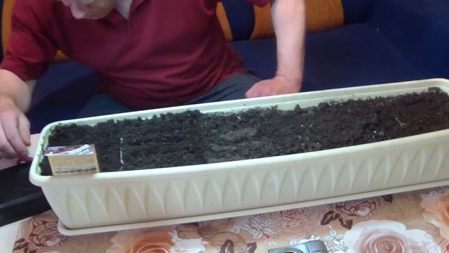 Выращиваем дома на подоконнике - Душица Карамелька смотреть онлайн