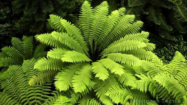 НАСКОЛЬКО ВЫ УМНЫЙ ДЛЯ СВОЕГО ВОЗРАСТА? Ответьте на школьные вопросы #эрудиция #тестнаэрудицию