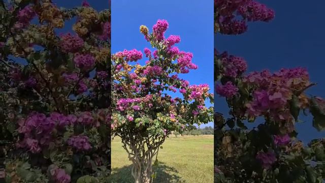 Have you ever seen this type of beautiful bougainvillea flower | pink bougainvillea | बोगनवेलिया🌸