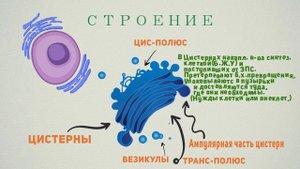 Цитология.Комплекс Гольджи