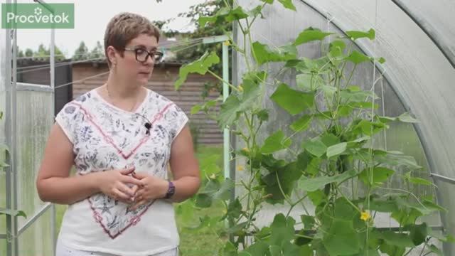 Подкормка огурцов во время цветения и завязывания плодов.