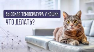 ТЕМПЕРАТУРА У КОШКИ. КАКАЯ НОРМАЛЬНАЯ И ЧТО ДЕЛАТЬ ПРИ ОТКЛОНЕНИЯХ ОТ НОРМЫ?