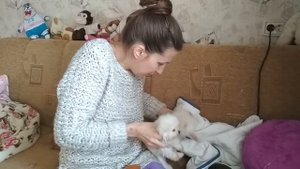Как сушить щенка шпица ?