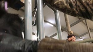 ДИАГНОСТИРУЕМ И ЛЕЧИМ КЕТОЗ У КОРОВ НА ФЕРМЕ