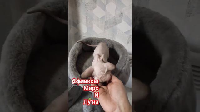Сфинксы котята Марс и Лу'на, им тоже нужна ласка #котята #марсилуна #канадскиесфинксы  #cats