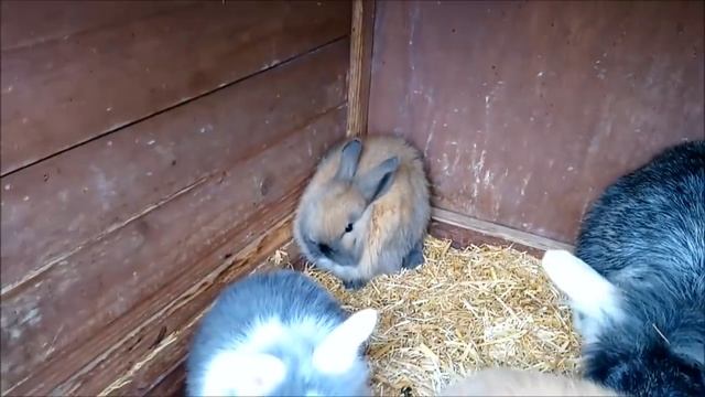 Конкурс 12 Sofiya Pelshenke и ее кролики смотреть онлайн