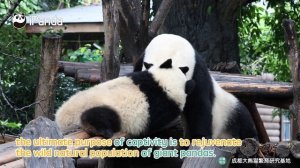 What's The Significance Of Breeding Giant Pandas In Captivity? | iPanda